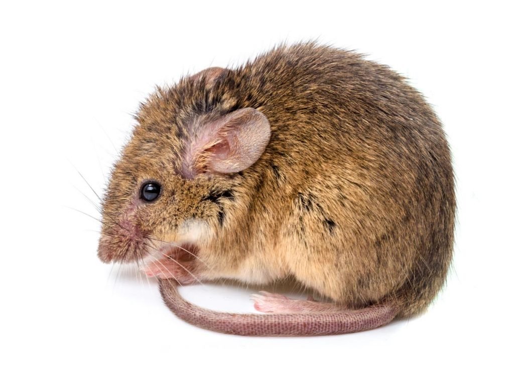 Pest Control Services Hamilton