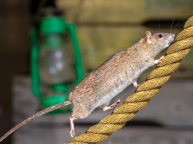 Contact Pest Control Hamilton