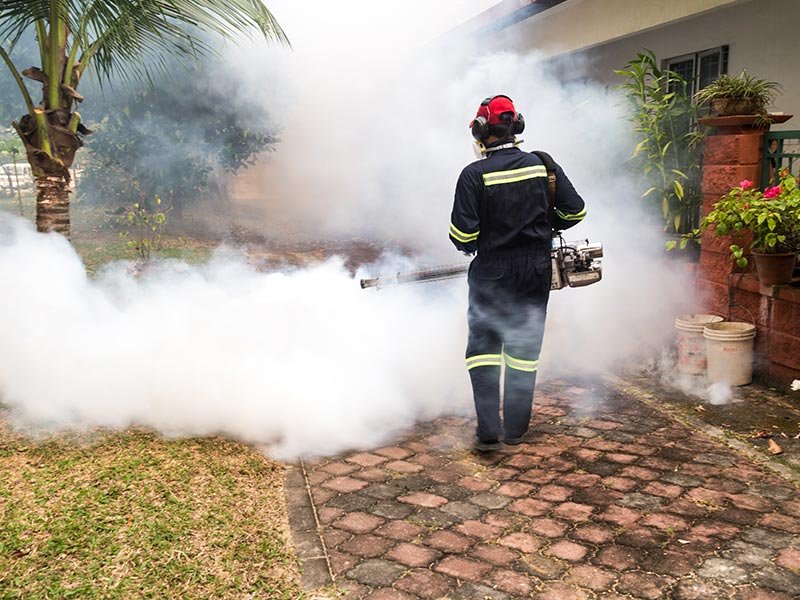 Contact Pest Control Hamilton