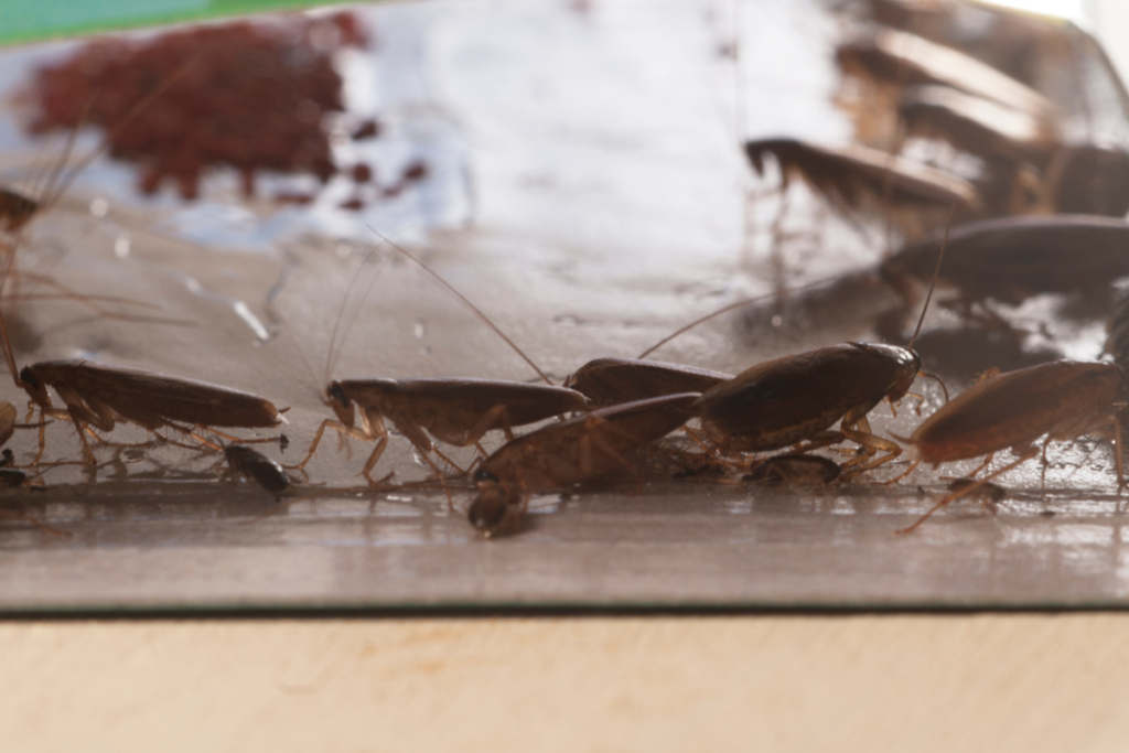 External Pest Treatments Hamilton