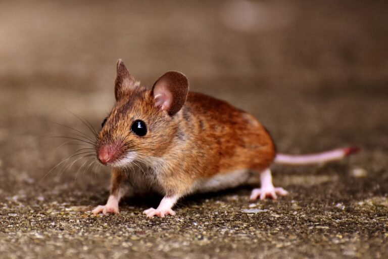 Rat or Mouse Droppings? How to Compare the Signs in NZ Homes