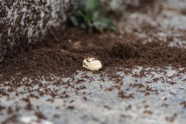 Ants in the Kitchen? How to Find the Cause and Stop Them Returning