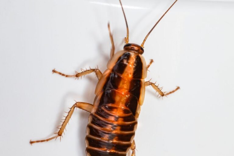 Cockroaches in the Kitchen: Signs, Prevention and When to Get Help