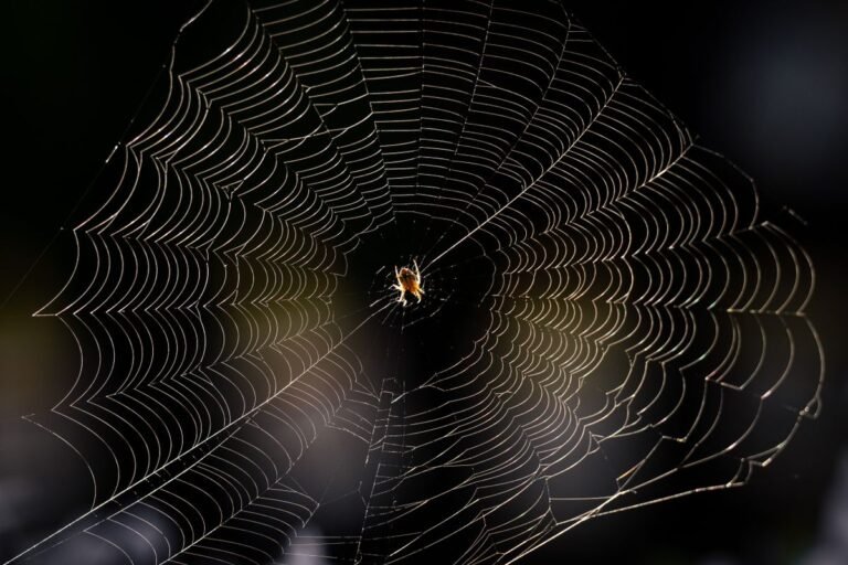Spiders Around Your Home: Why They Keep Returning and What to Do