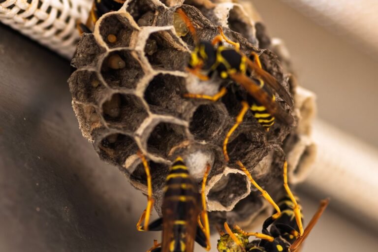 Wasp Nest Near Your House? What to Do and When to Call for Help