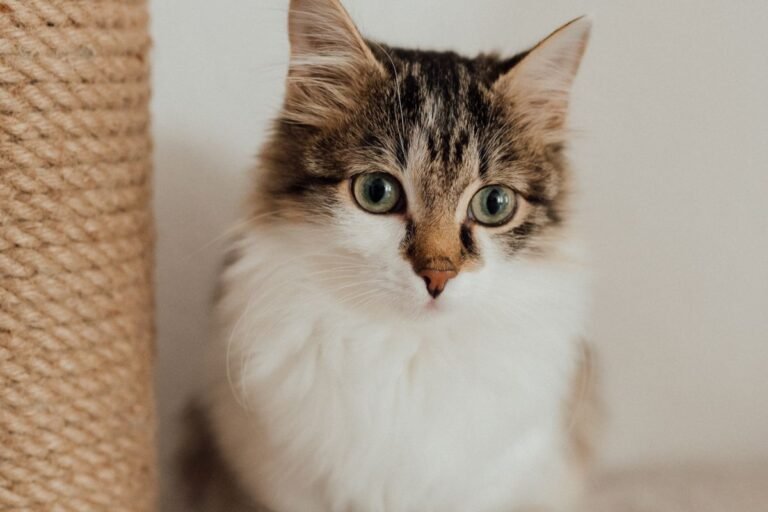 Fleas in the House: What to Check When Bites Keep Returning