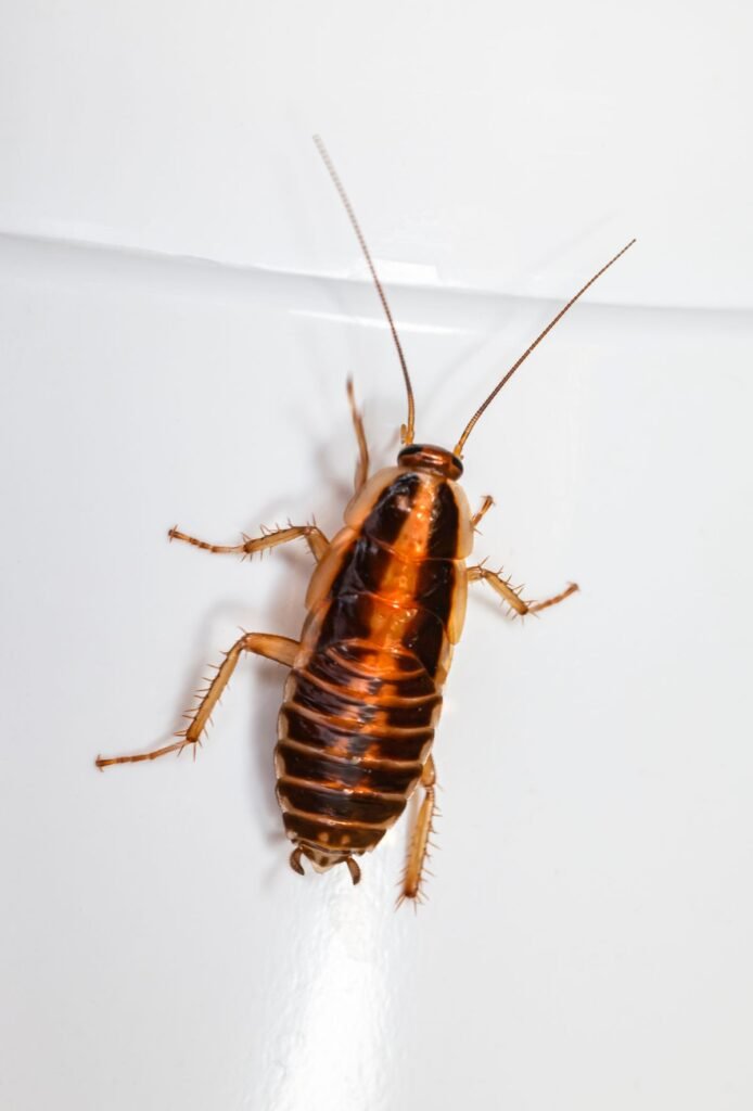 Close-up of a cockroach