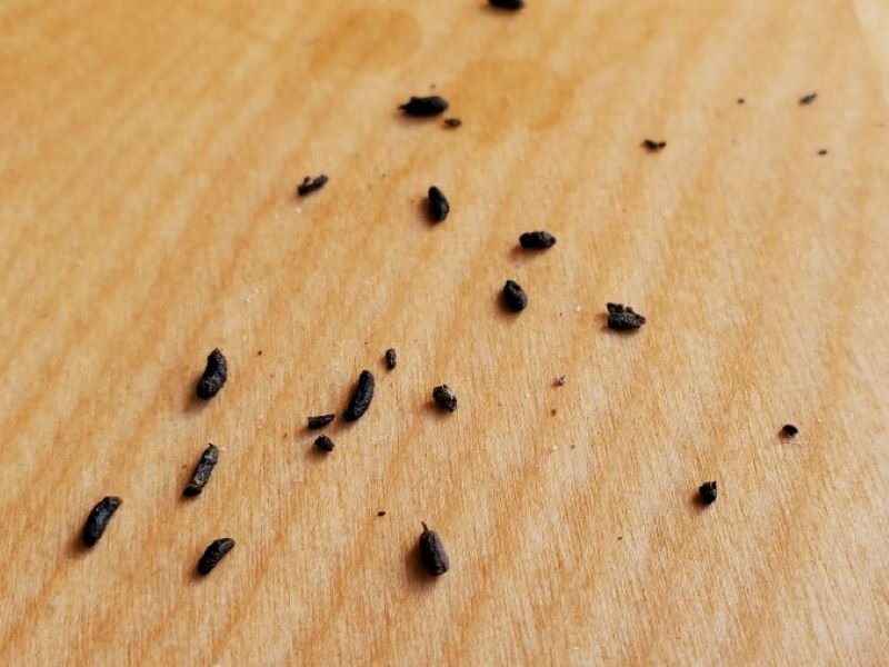 Mouse droppings on a wooden surface