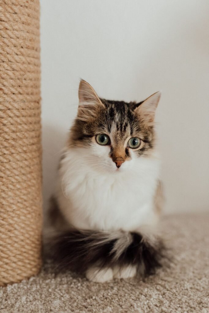 Cat sitting near a scratching post